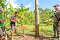 guide explaining about ceiba trees finca kobo chocolate tour 
 - Costa Rica