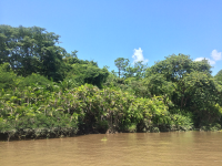 tempisque river side 
 - Costa Rica