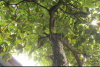 los almendros almond tree 
 - Costa Rica