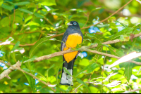 Yellow Black Bird Cabo Blanco
 - Costa Rica