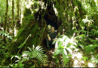 santa elena inside a tree 
 - Costa Rica