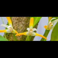 orchids lankaster gardens
 - Costa Rica