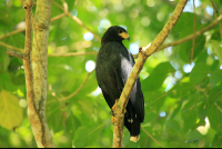 Gandoca Manzanillo Wildlife Refuge Black Hawk
 - Costa Rica