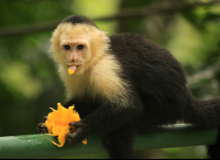 hotel karahe capuchin monkey 
 - Costa Rica