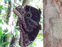 Matting Butterflies
 - Costa Rica