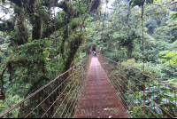        monteverde cloud forest reserve bridge 
  - Costa Rica