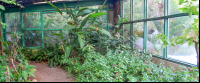        butterfly garden monteverde garden 
  - Costa Rica