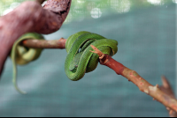 Serpentarium Green Sidestriped Pit Viper
 - Costa Rica