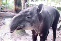 totto the tapir at the parque simon bolivar san jose 
 - Costa Rica