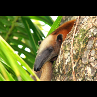 corcovado anteater
 - Costa Rica