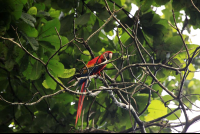 carara national park scarlet macaw 
 - Costa Rica