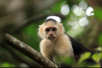        jungle beach hotel capuchin 
  - Costa Rica