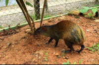        osa animal sanctuary tour page agouti 
  - Costa Rica