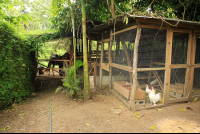 magellan inn chicken coup stable 
 - Costa Rica