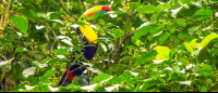        tortuguero destination toucan 
  - Costa Rica