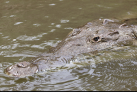 crocodile closeup 
 - Costa Rica