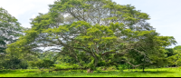        Guanacaste Tree
  - Costa Rica