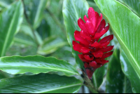 hotel lavas tacotal ginger flower 
 - Costa Rica