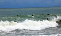        dominical beach attraction pelicans 
  - Costa Rica