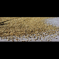        drying beans doka coffee estate
  - Costa Rica
