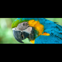        scarlet macaw waterfallgardens
  - Costa Rica
