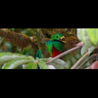        quetzal in monteverde 
  - Costa Rica
