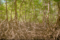 mangrove curu refuge 
 - Costa Rica