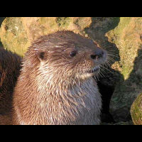 river otter
 - Costa Rica