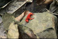 kekoldi reserve strawberry dart frog 
 - Costa Rica