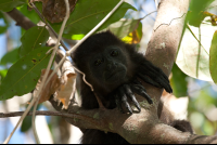        howler monkey nosara reserve 
  - Costa Rica