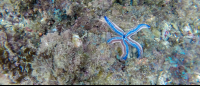 starfish tortuga island 
 - Costa Rica