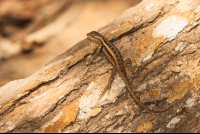        Lizard Curu
  - Costa Rica