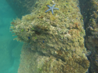 starfish on reef 
 - Costa Rica