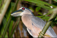 Boat Billed Heron Cochlearious Cochlearious
 - Costa Rica