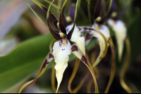        monteverde orchid garden spider orchid 
  - Costa Rica