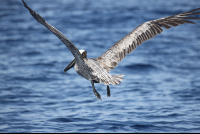 pelican lifting off water 
 - Costa Rica
