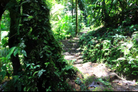 santa elena fern covered tree 
 - Costa Rica