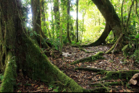        pocosol roots 
  - Costa Rica