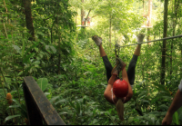        safari canopy tour v for victory 
  - Costa Rica
