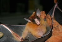 Bat Tirimbina
 - Costa Rica