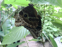 matting butterflies 
 - Costa Rica