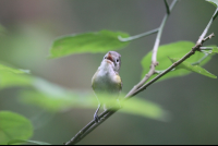 tanager bird front beak open 
 - Costa Rica