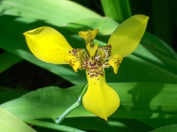 Yellow Orchid
 - Costa Rica