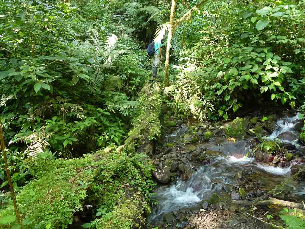        crossing childrens ete rnfrst mossy log 
  - Costa Rica