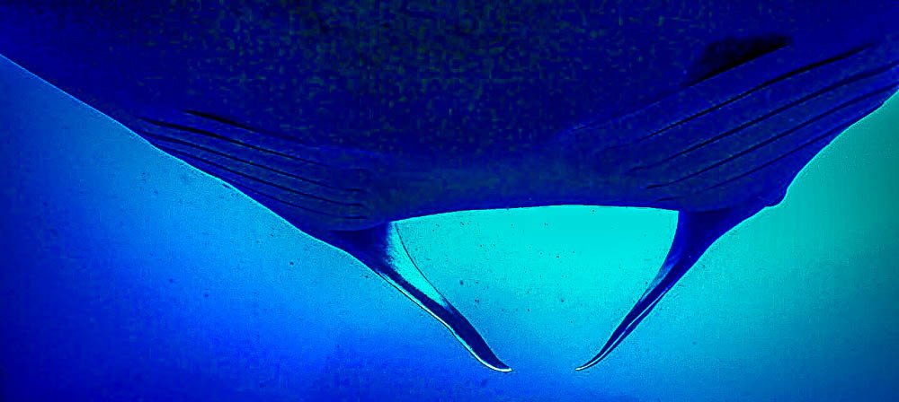 view from below a giant manta ray
 - Costa Rica