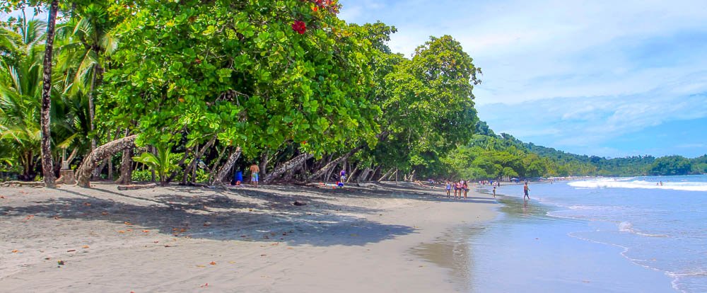 espadilla beach trees 
 - Costa Rica