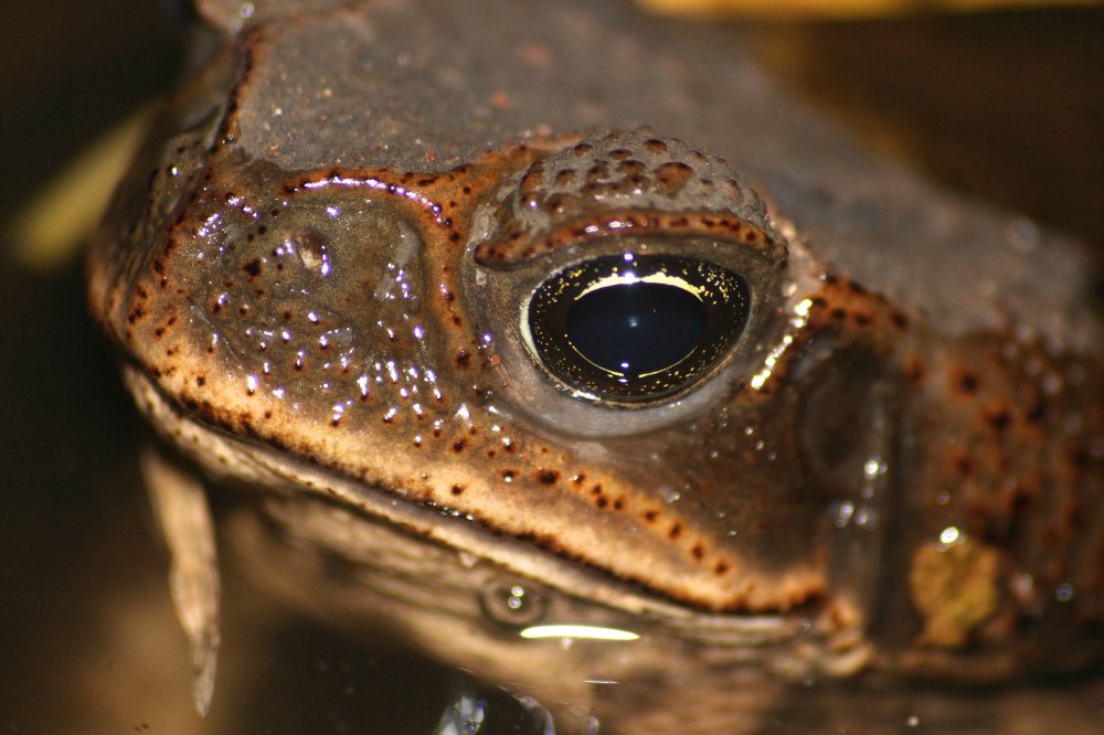 bufo toad eye closeup barra del colorado
 - Costa Rica