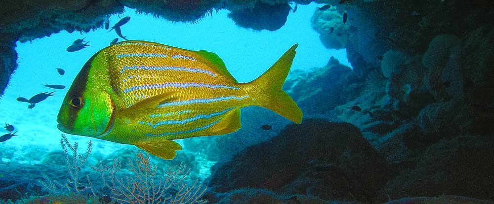 fish underwater cave
 - Costa Rica