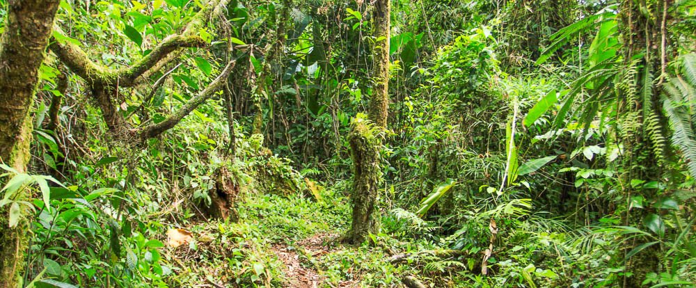 san gerardo forest 
 - Costa Rica