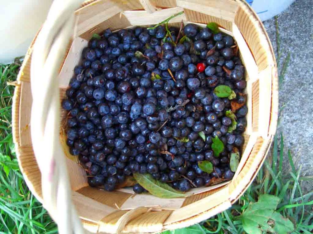 blueberries superfood
 - Costa Rica